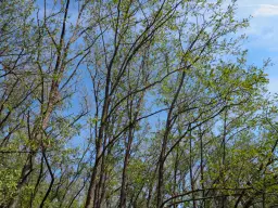 Bosgrond te koop – 31,507 m² (één perceel) | Investeringsmogelijkheid & Natuurretraite | Regio Vidin, Bulgarije