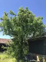 Authentiek 100 jaar oud landelijk huis + 1.006 m² grond in Glavan, Silistra - Bulgarije