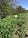 Authentiek 100 jaar oud landelijk huis + 1.006 m² grond in Glavan, Silistra - Bulgarije