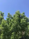 Authentiek 100 jaar oud landelijk huis + 1.006 m² grond in Glavan, Silistra - Bulgarije