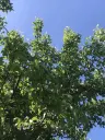 Authentiek 100 jaar oud landelijk huis + 1.006 m² grond in Glavan, Silistra - Bulgarije