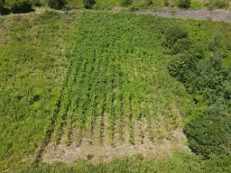 Wijngaard van totaal 2.482 m² met Riesling, gelegen in Zell, Cochem - Duitsland