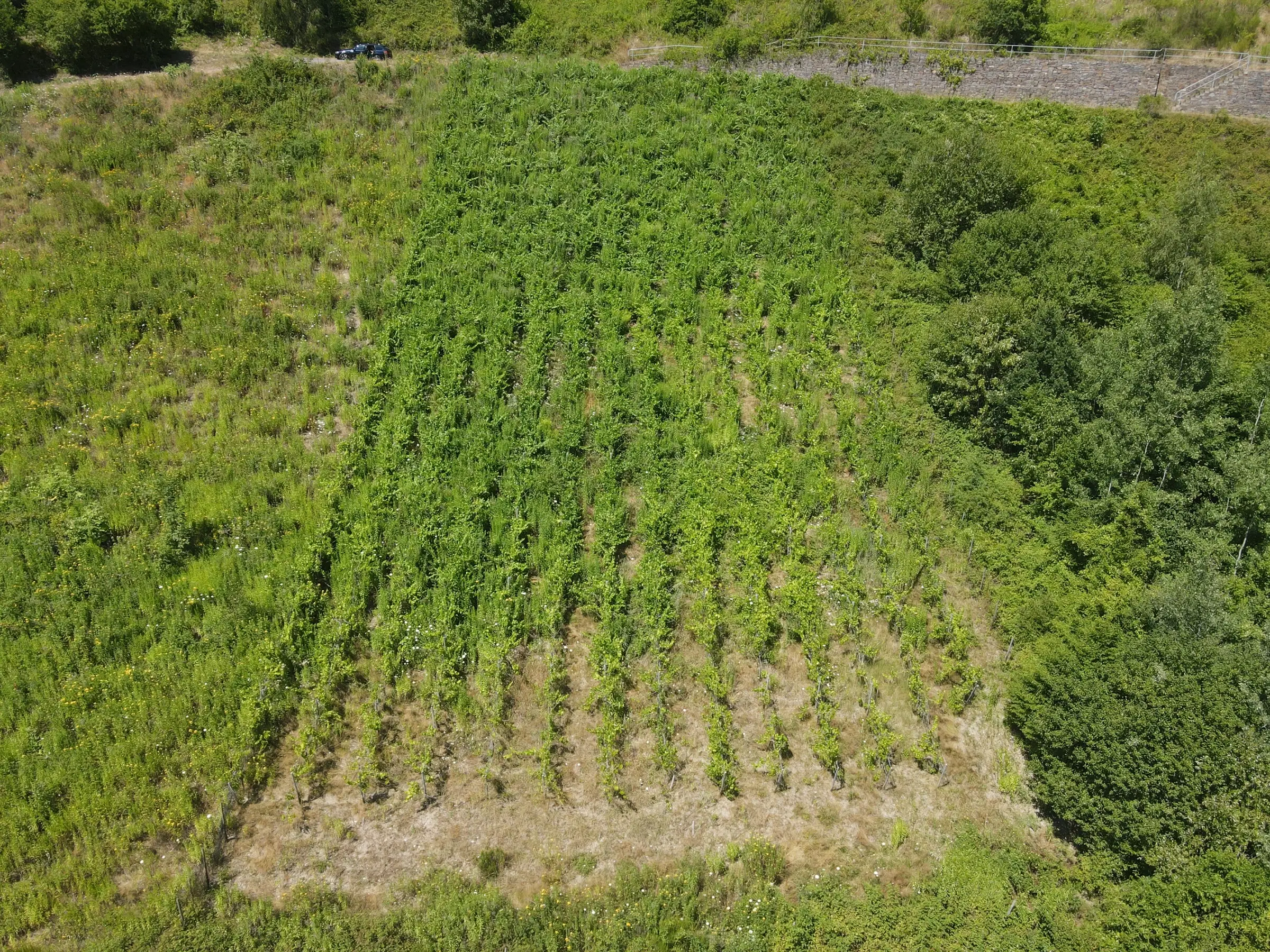 Wijngaard van totaal 2.482 m² met Riesling, gelegen in Zell, Cochem - Duitsland