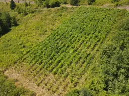 Wijngaard van totaal 2.482 m² met Riesling, gelegen in Zell, Cochem - Duitsland