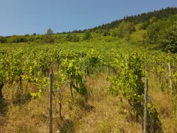 Wijngaard van totaal 2.482 m² met Riesling, gelegen in Zell, Cochem - Duitsland
