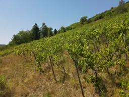 Wijngaard van totaal 2.482 m² met Riesling, gelegen in Zell, Cochem - Duitsland