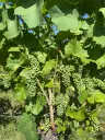 Wijngaard van totaal 2.482 m² met Riesling, gelegen in Zell, Cochem - Duitsland