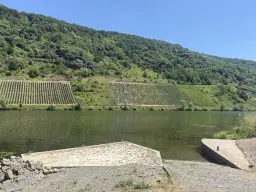 Wijngaard van totaal 2.482 m² met Riesling, gelegen in Zell, Cochem - Duitsland