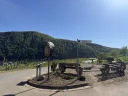 Wijngaard van totaal 2.482 m² met Riesling, gelegen in Zell, Cochem - Duitsland