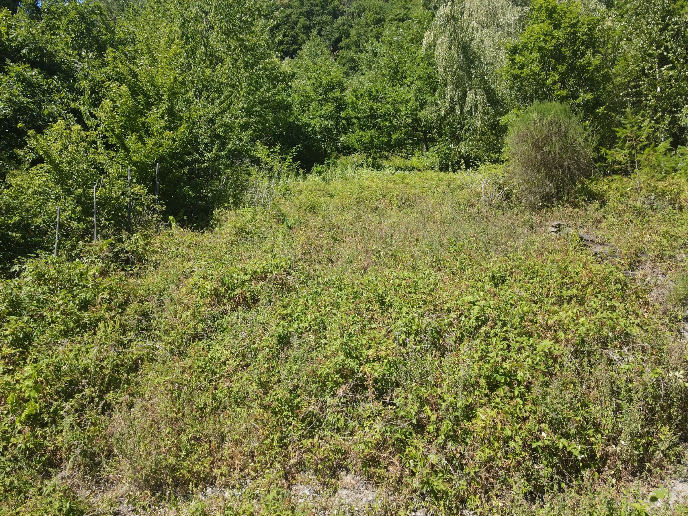 Voormalig eigendomswijngaardperceel van 1.271 m² in Zell, Cochem - Duitsland