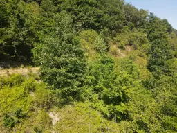 Voormalig eigendomswijngaardperceel van 1.271 m² in Zell, Cochem - Duitsland