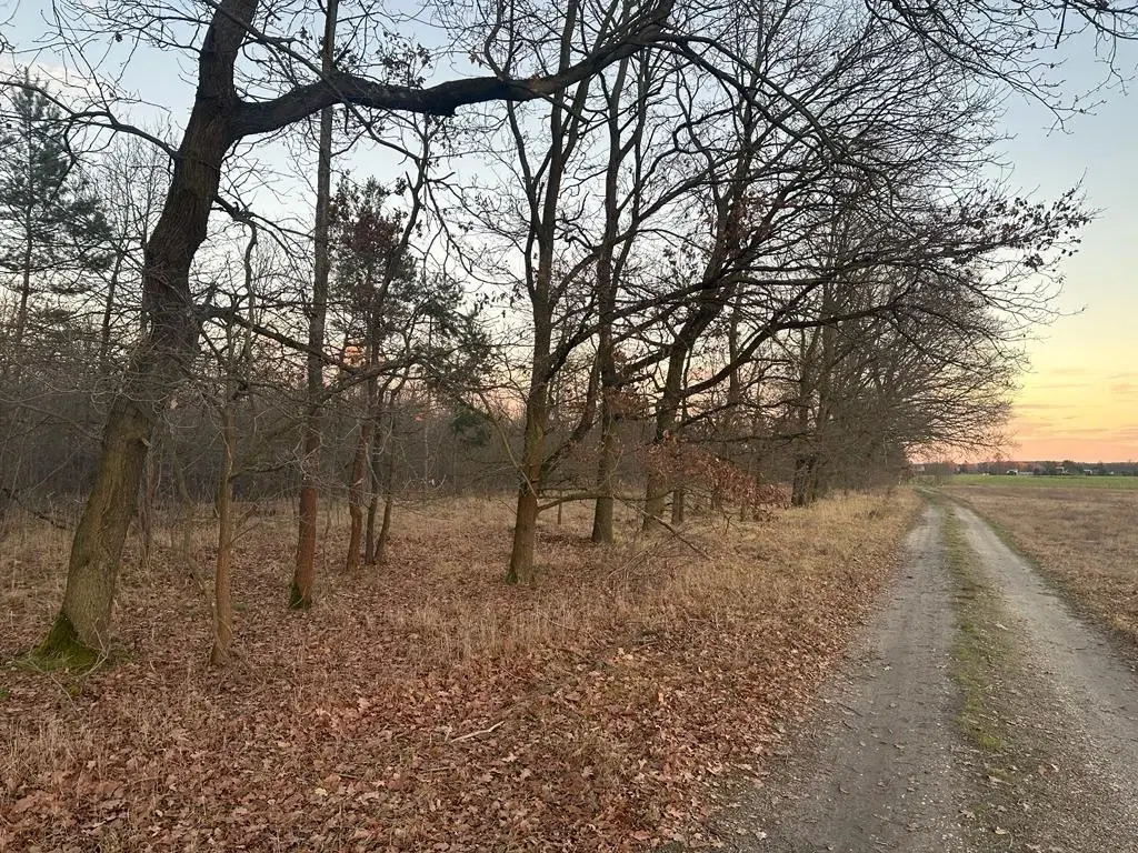 PARTNERVEILING - Tschernitz (Landkreis Spree-Neiße), Waldstraße Flurstuck 111 (Duitsland)