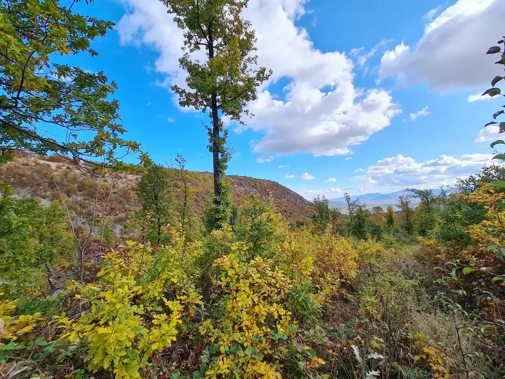 174.932 m2 bosgrond in de regio Belogradchik - Bulgarije