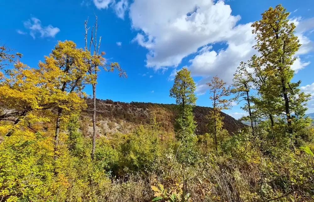 174.932 m2 bosgrond in de regio Belogradchik - Bulgarije