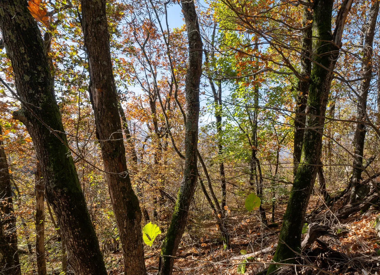 174.932 m2 bosgrond in de regio Belogradchik - Bulgarije