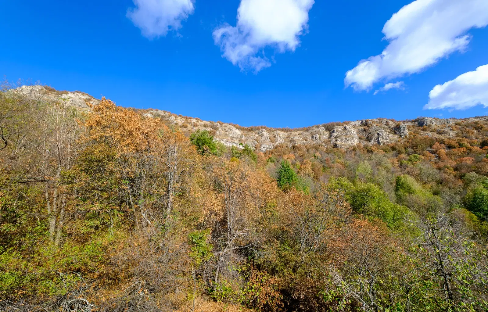 174.932 m2 bosgrond in de regio Belogradchik - Bulgarije