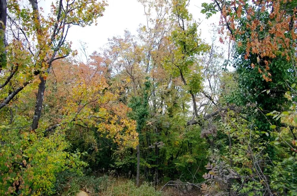 174.932 m2 bosgrond in de regio Belogradchik - Bulgarije