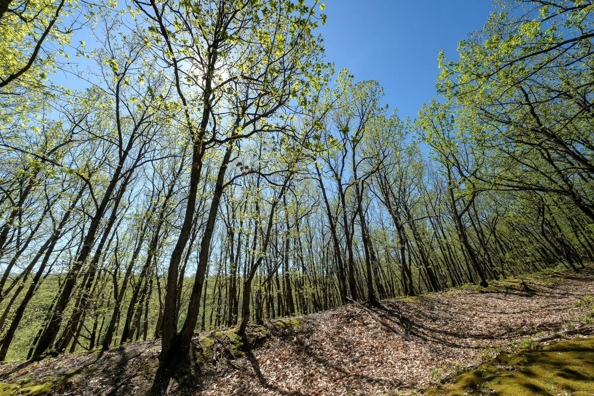 Bosgrond in Tolovitsa, rego Vidin - Bulgarije