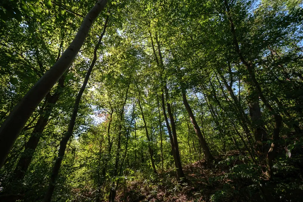 6.100 m² Bosgrond - Kula, Shipikova Mahala - Bulgarije