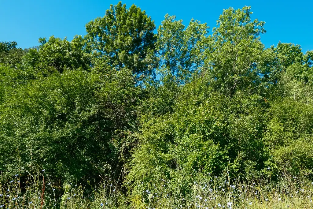 6.100 m² Bosgrond - Kula, Shipikova Mahala - Bulgarije