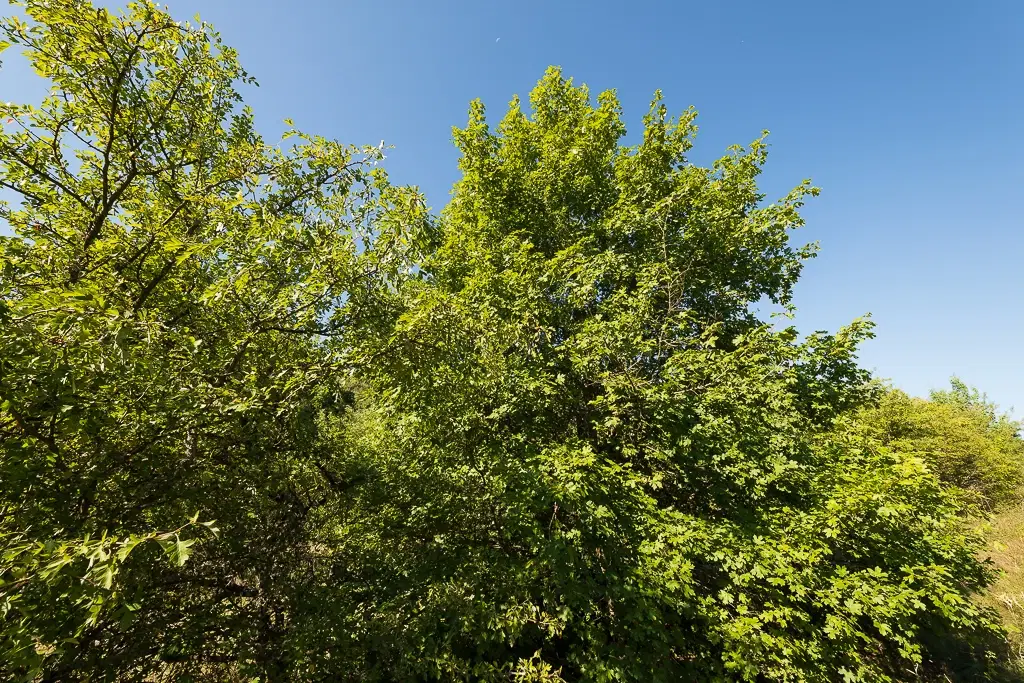 6.100 m² Bosgrond - Kula, Shipikova Mahala - Bulgarije