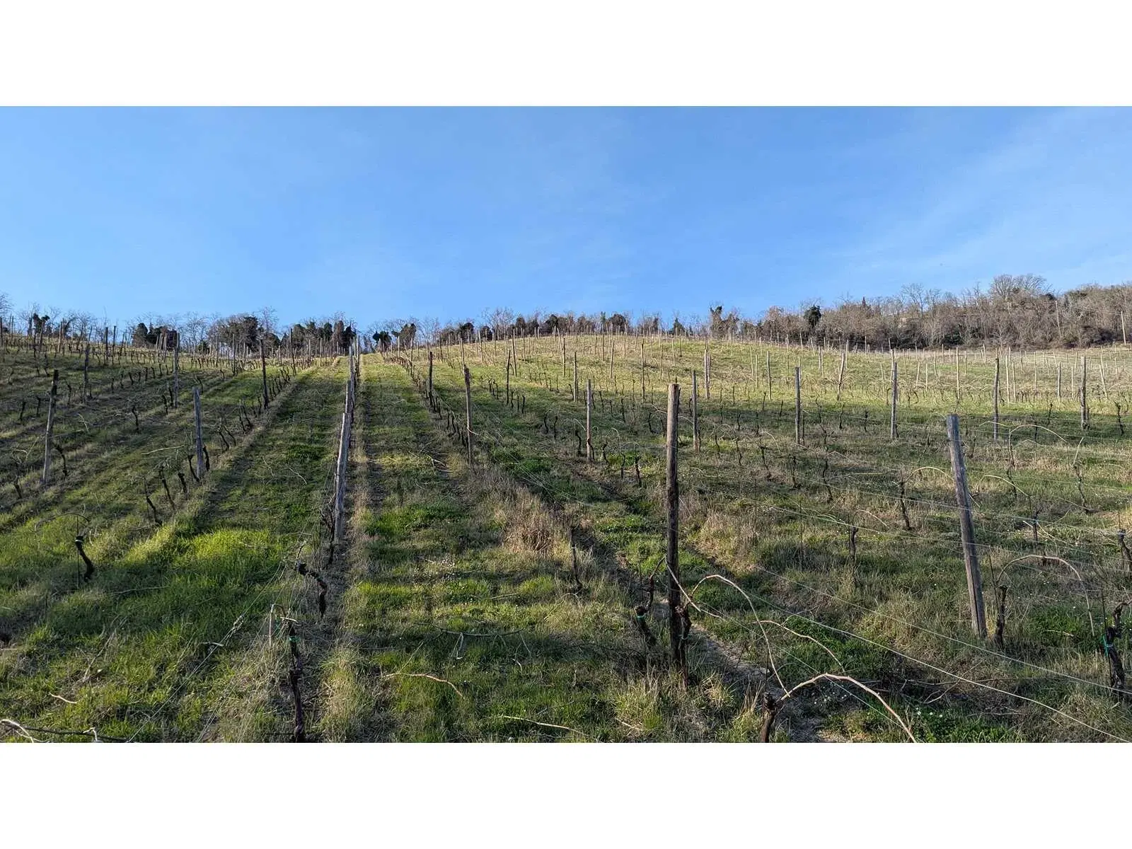Boerderij in Cartoceto (PU) met kelder, olijfgaarden en land