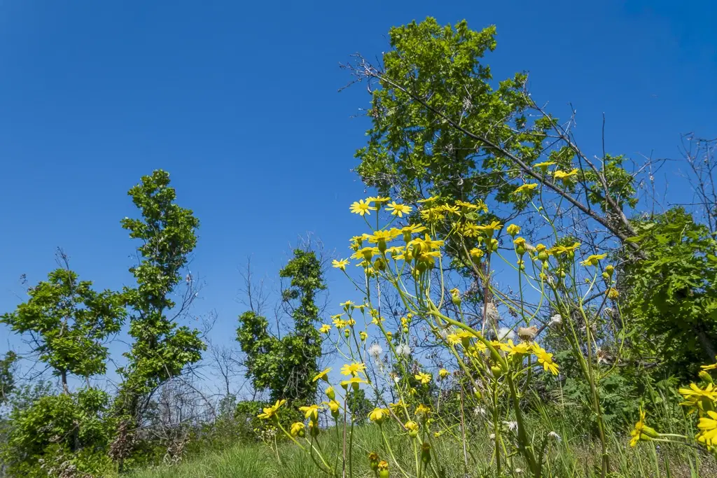 Bos 6.347 m² met uitzicht op het meer + toegang via geasfalteerde weg in de regio Montana - Bulgarije