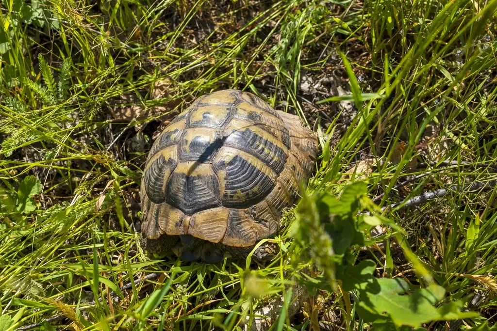 Bos 6.347 m² met uitzicht op het meer + toegang via geasfalteerde weg in de regio Montana - Bulgarije