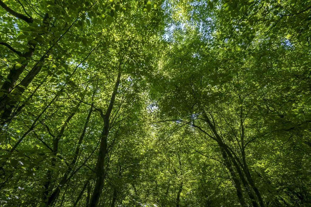 Bos 6.347 m² met uitzicht op het meer + toegang via geasfalteerde weg in de regio Montana - Bulgarije