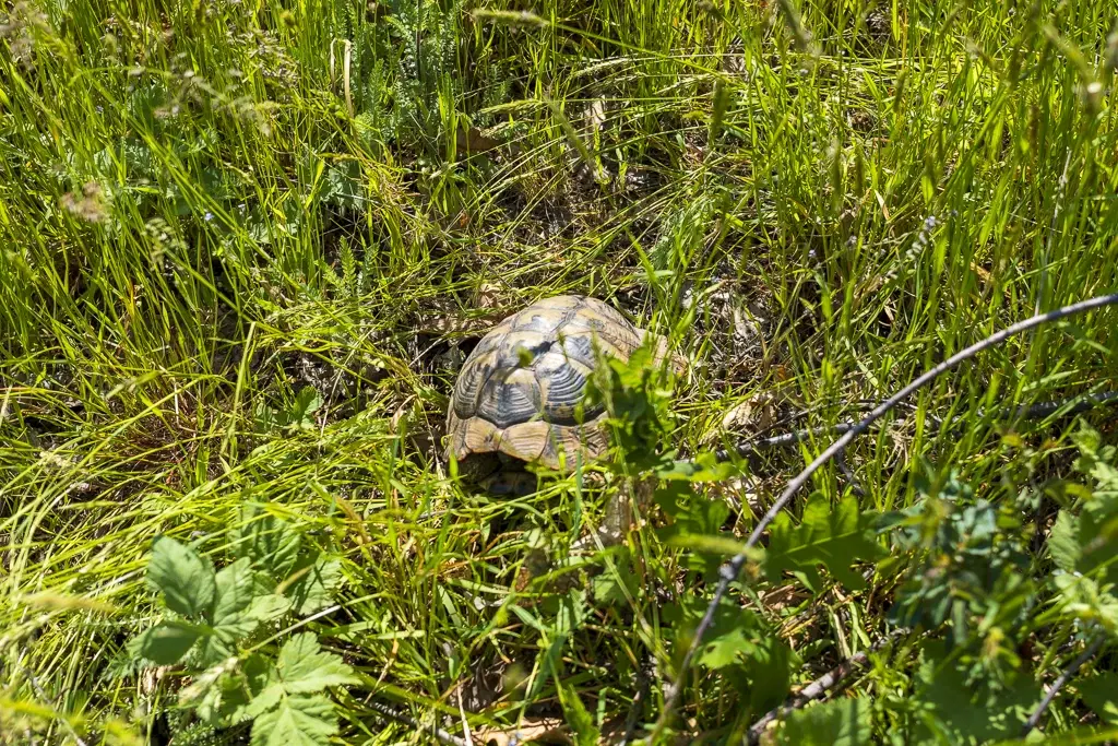 Bos 6.347 m² met uitzicht op het meer + toegang via geasfalteerde weg in de regio Montana - Bulgarije