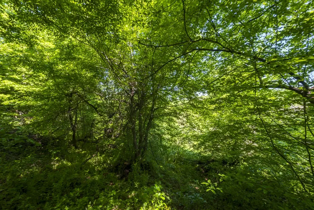 Bos 6.347 m² met uitzicht op het meer + toegang via geasfalteerde weg in de regio Montana - Bulgarije