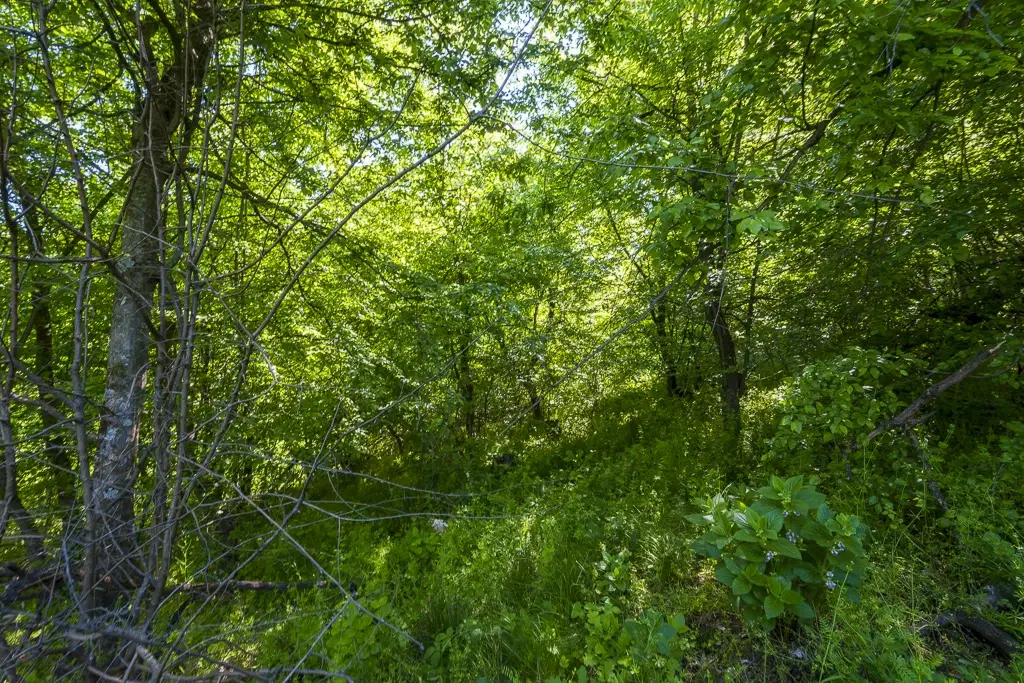 Bos 6.347 m² met uitzicht op het meer + toegang via geasfalteerde weg in de regio Montana - Bulgarije