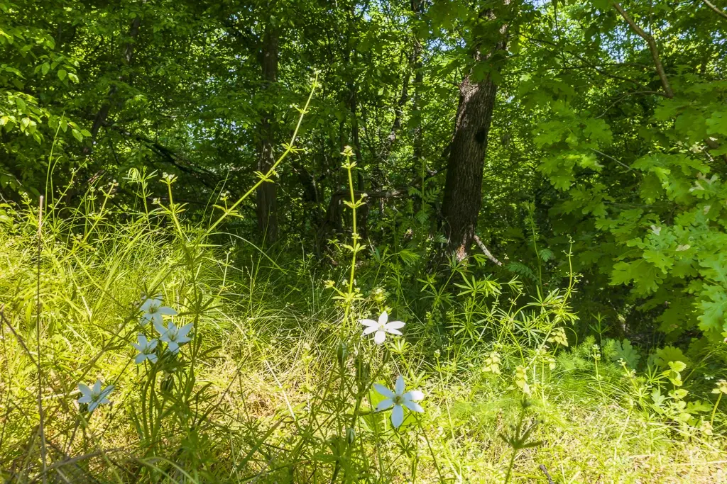Bos 6.347 m² met uitzicht op het meer + toegang via geasfalteerde weg in de regio Montana - Bulgarije