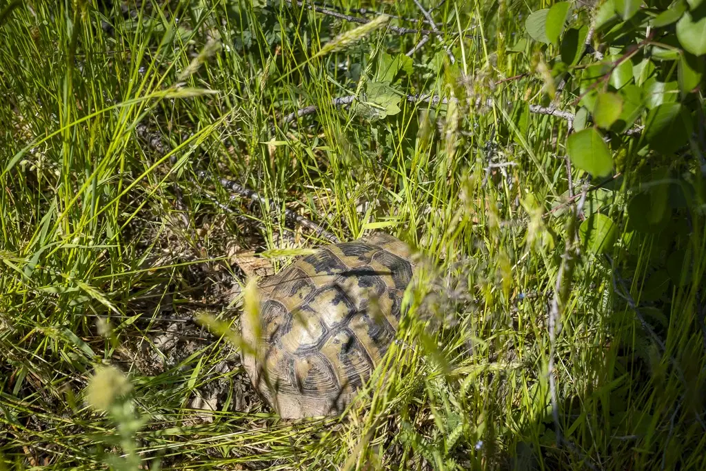 Bos 6.347 m² met uitzicht op het meer + toegang via geasfalteerde weg in de regio Montana - Bulgarije