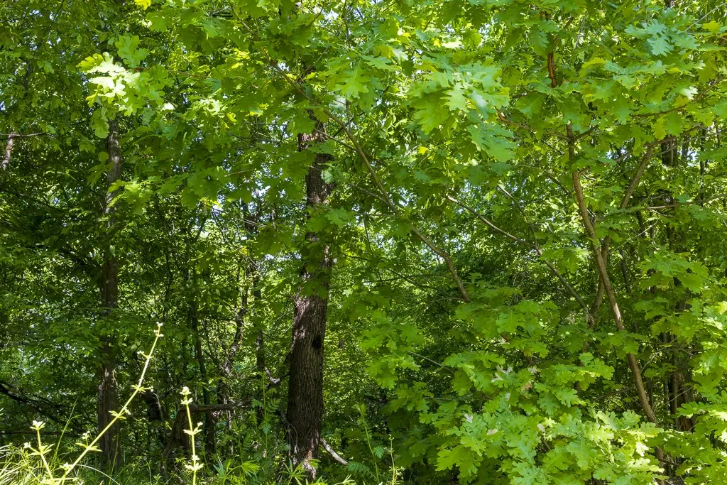 Bos 6.347 m² met uitzicht op het meer + toegang via geasfalteerde weg in de regio Montana - Bulgarije