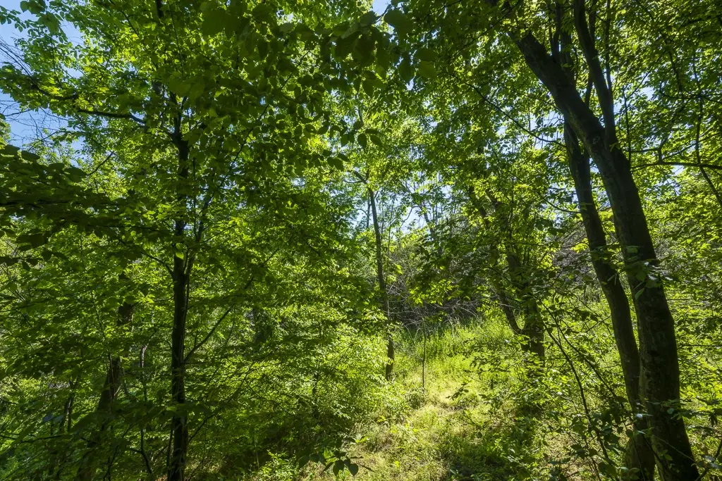 Bos 6.347 m² met uitzicht op het meer + toegang via geasfalteerde weg in de regio Montana - Bulgarije