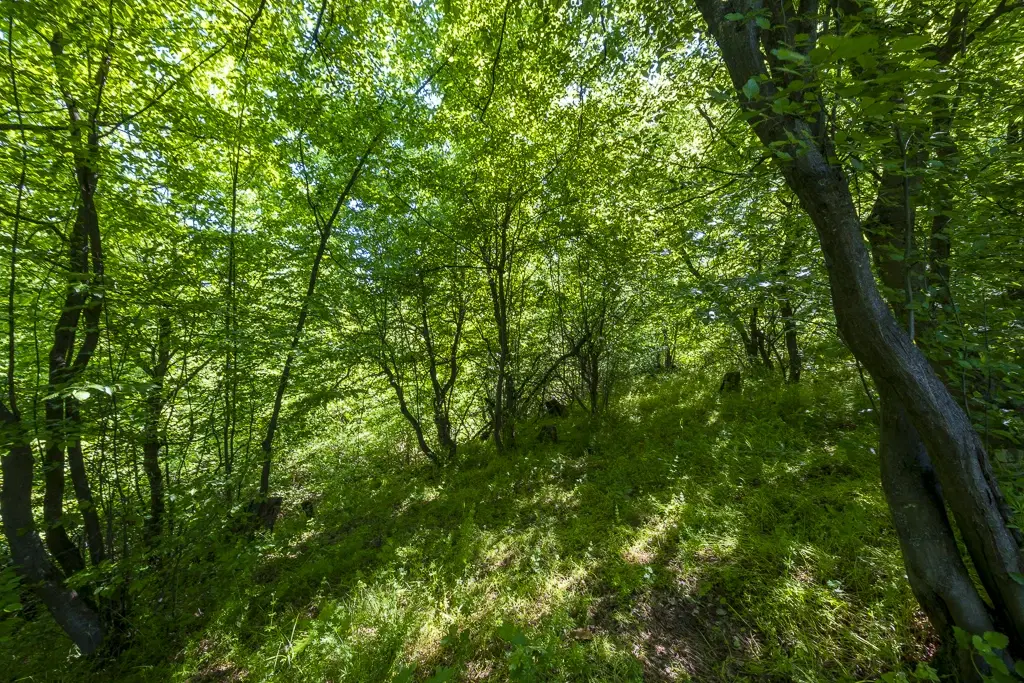 Bos 6.347 m² met uitzicht op het meer + toegang via geasfalteerde weg in de regio Montana - Bulgarije
