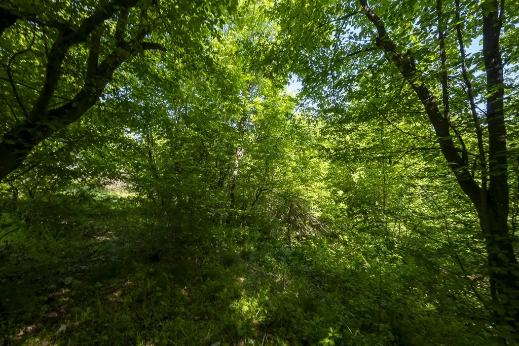 Bos 6.347 m² met uitzicht op het meer + toegang via geasfalteerde weg in de regio Montana - Bulgarije