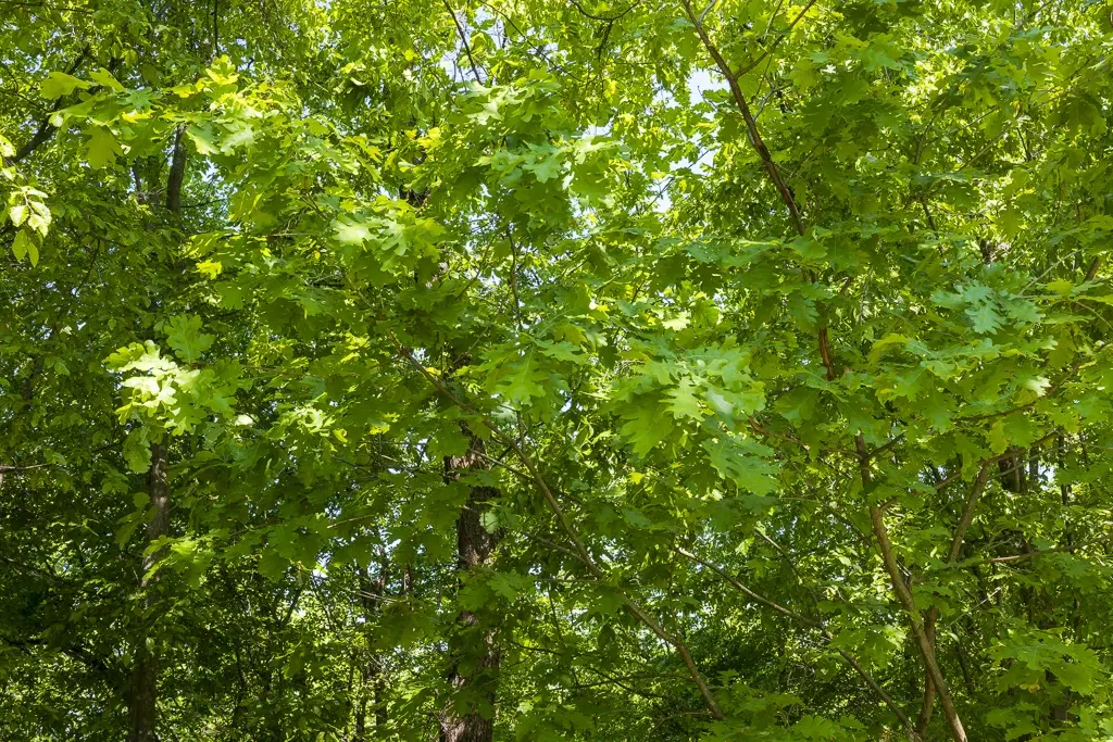 Bos 6.347 m² met uitzicht op het meer + toegang via geasfalteerde weg in de regio Montana - Bulgarije