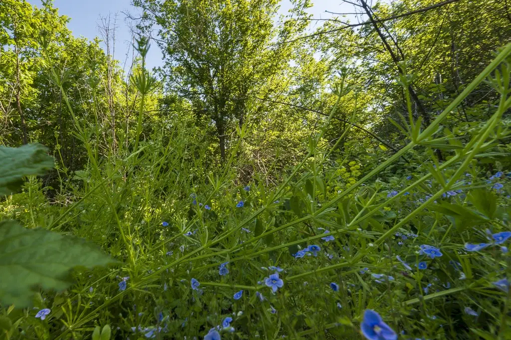 Bos 6.347 m² met uitzicht op het meer + toegang via geasfalteerde weg in de regio Montana - Bulgarije