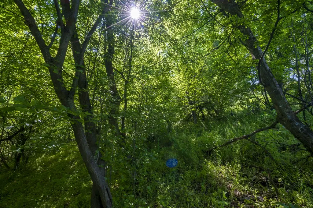 Bos 6.347 m² met uitzicht op het meer + toegang via geasfalteerde weg in de regio Montana - Bulgarije