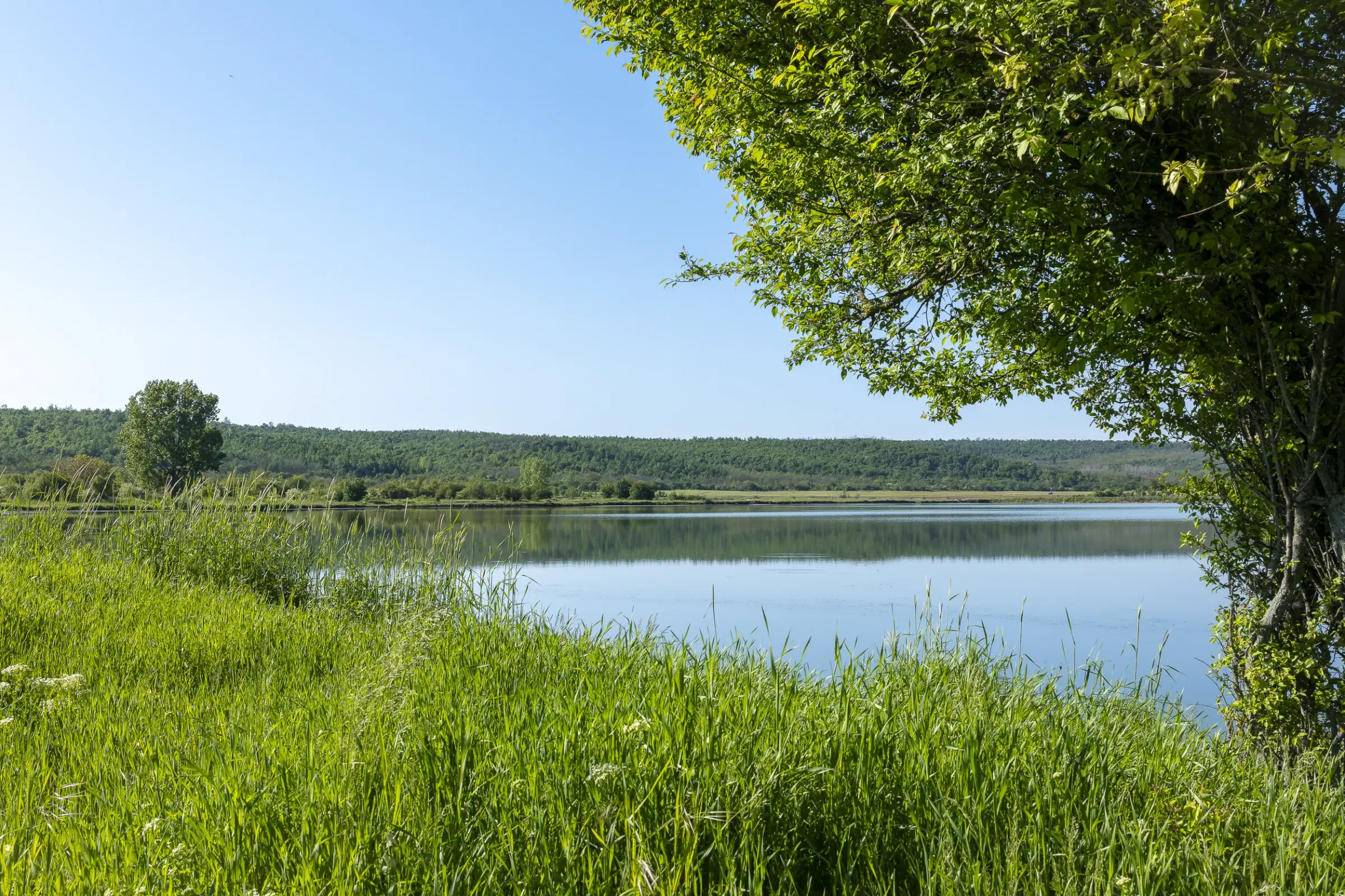 Bos 6.347 m² met uitzicht op het meer + toegang via geasfalteerde weg in de regio Montana - Bulgarije