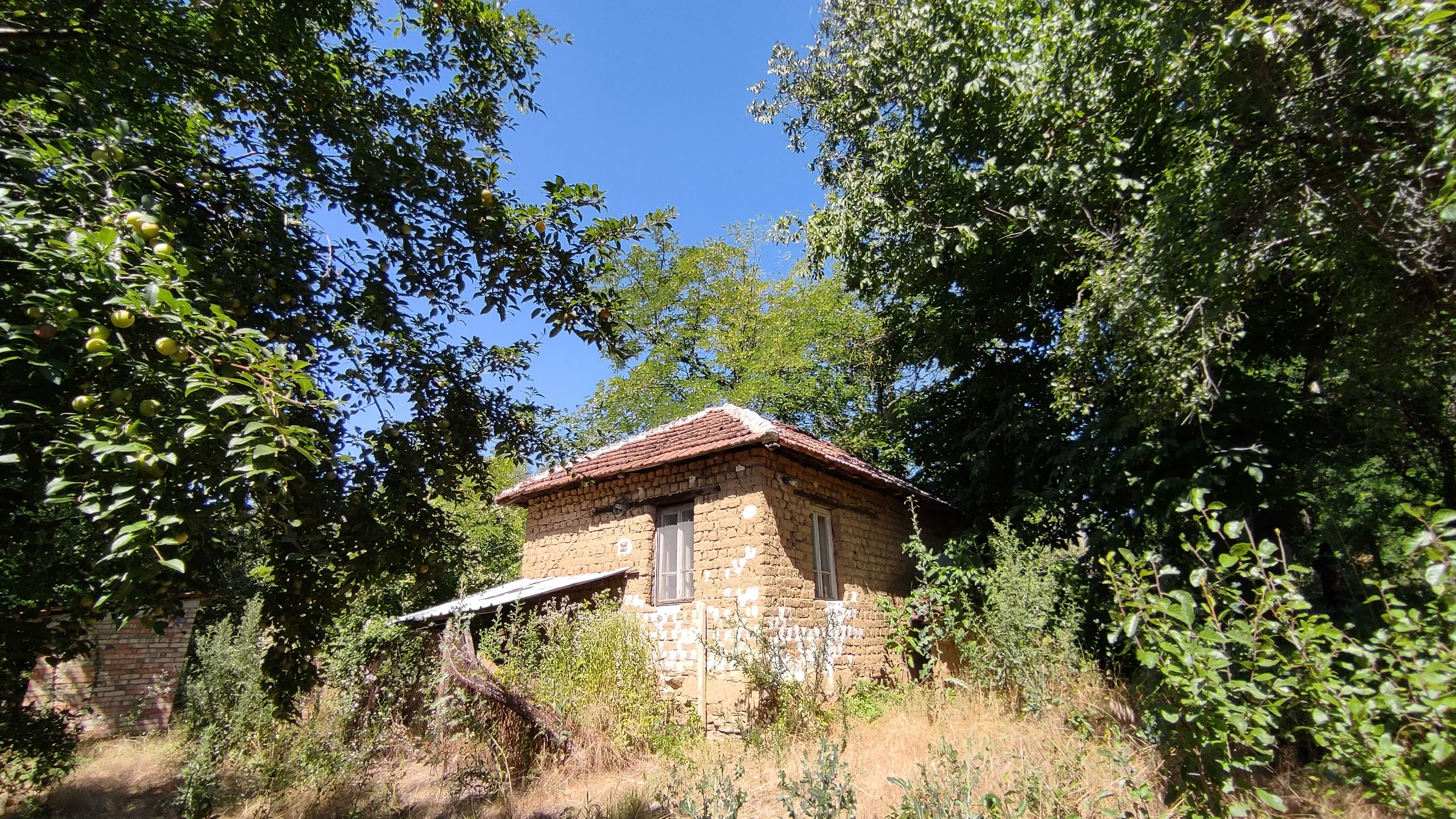 Pand in Staropatitsa, Vidin - Bulgarije