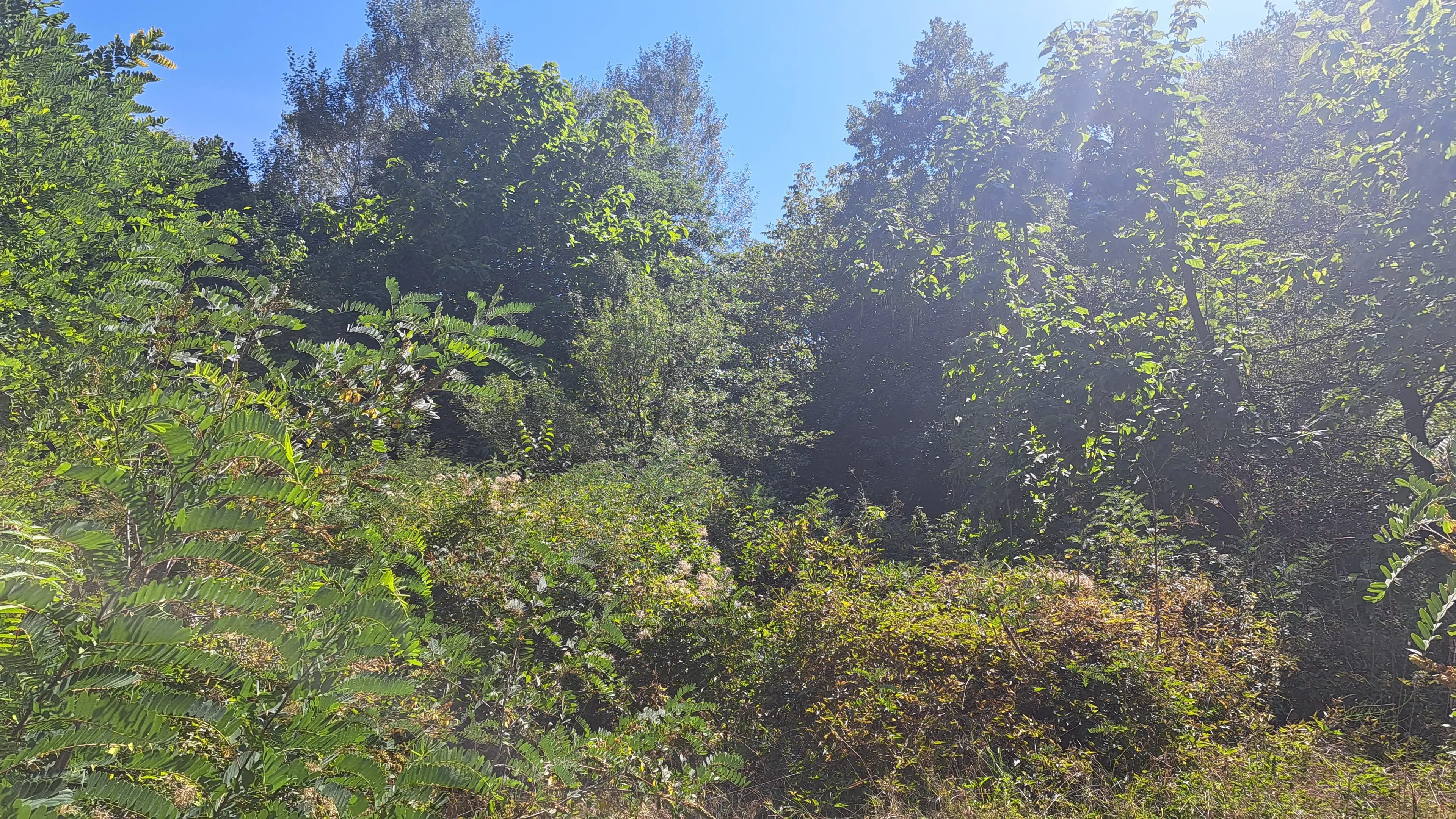 Loofbos 113.324 m² in Gorno Ozirovo, Varshets Montana - Bulgarije