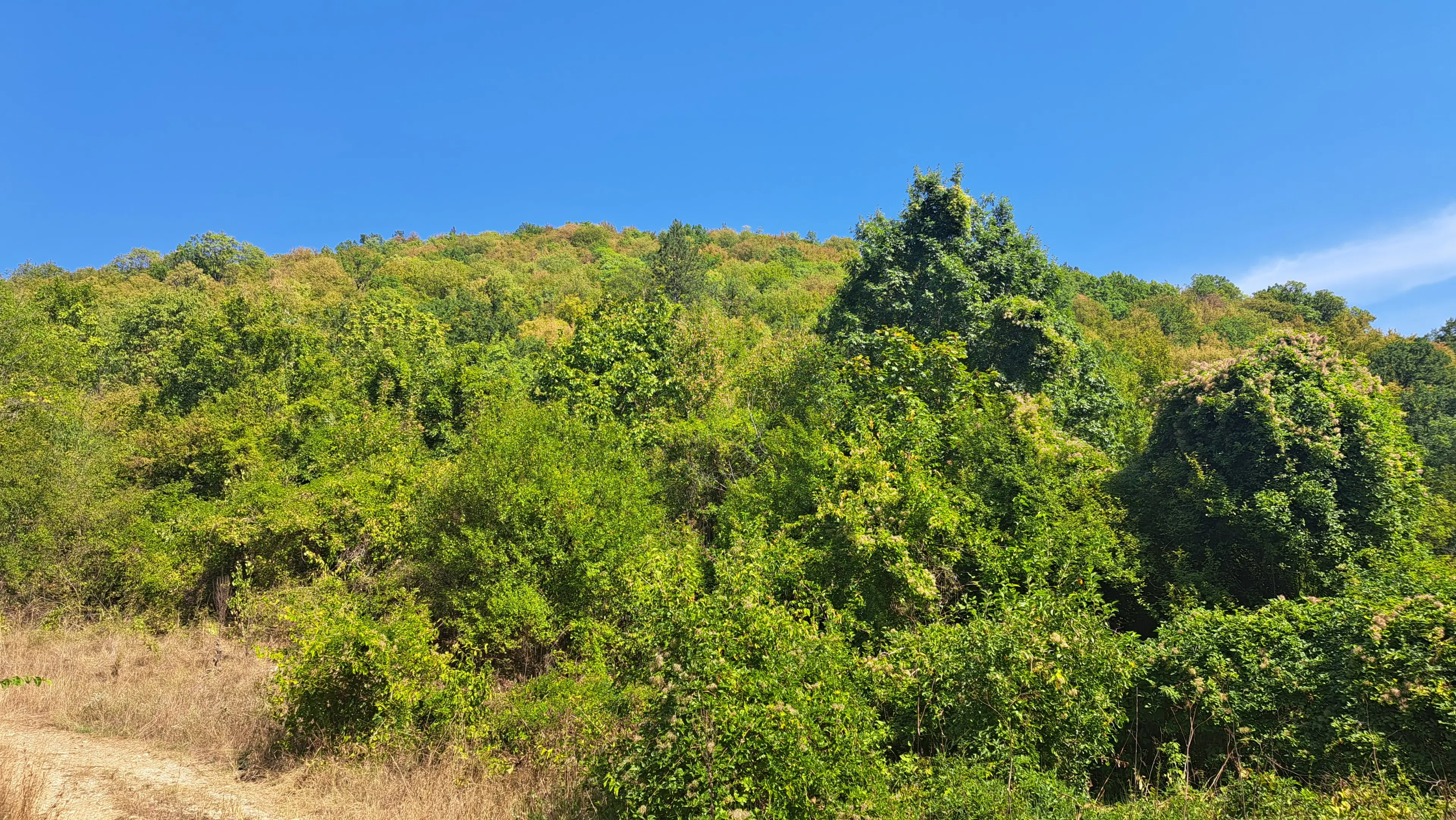 Loofbos 113.324 m² in Gorno Ozirovo, Varshets Montana - Bulgarije