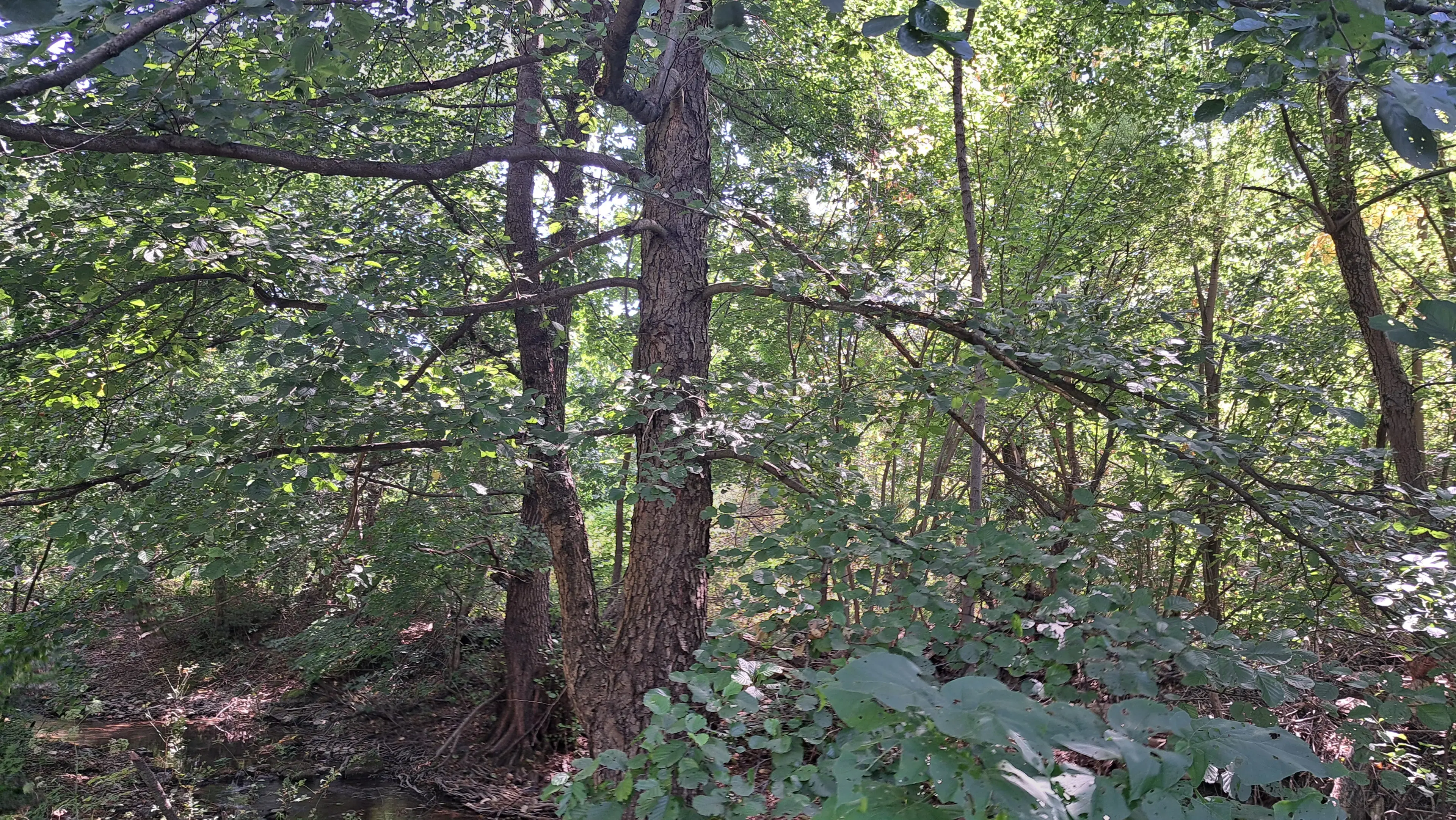 Loofbos 113.324 m² in Gorno Ozirovo, Varshets Montana - Bulgarije