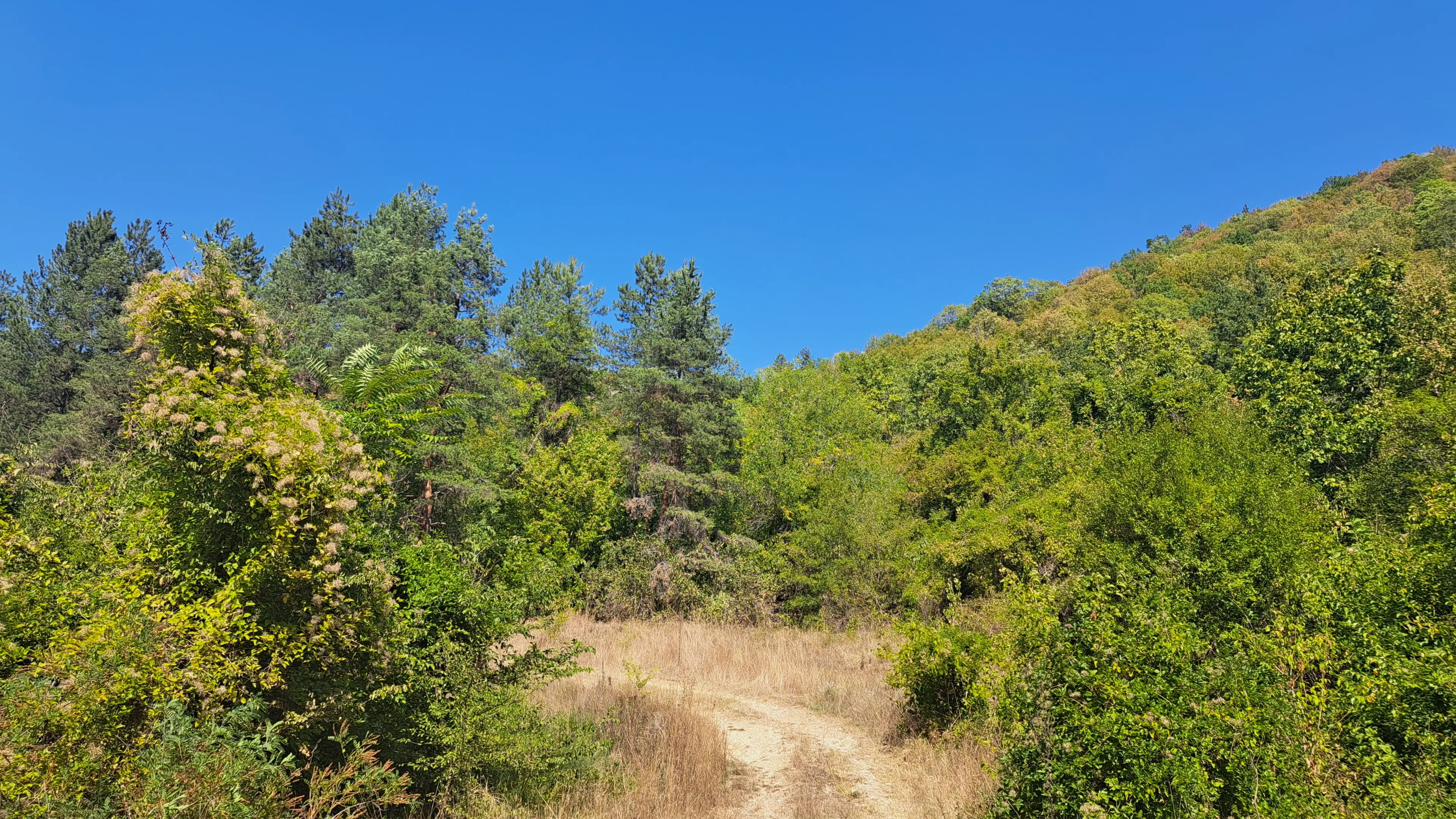 Loofbos 113.324 m² in Gorno Ozirovo, Varshets Montana - Bulgarije