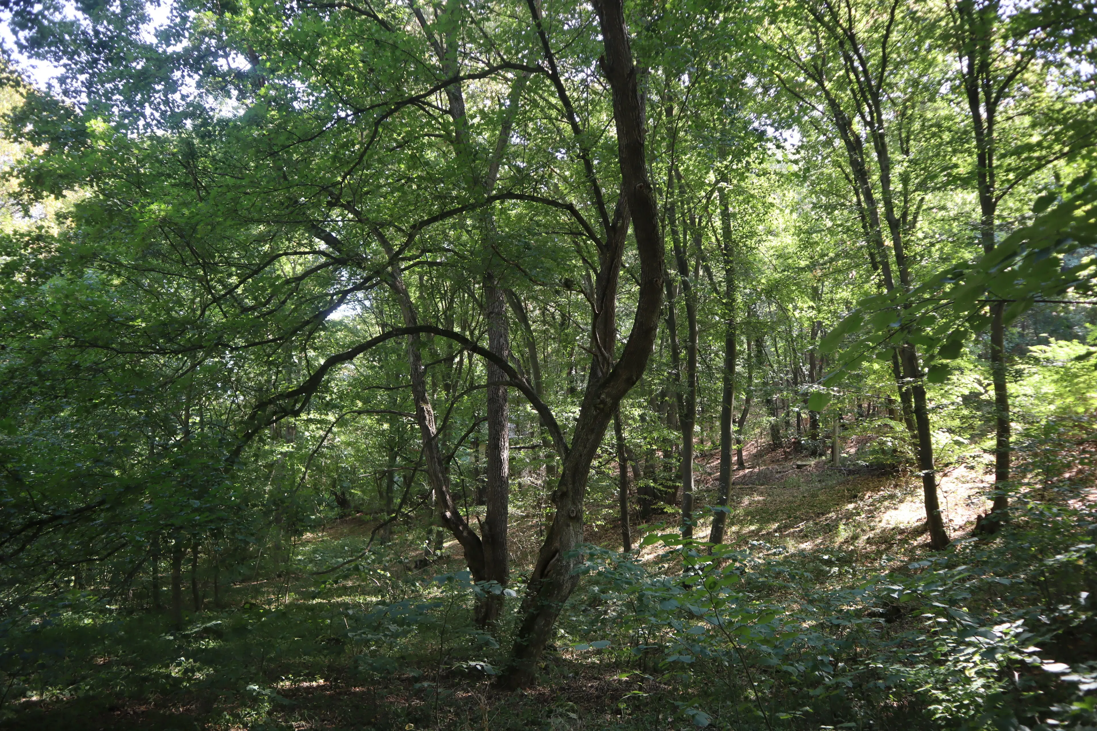Loofbos 113.324 m² in Gorno Ozirovo, Varshets Montana - Bulgarije