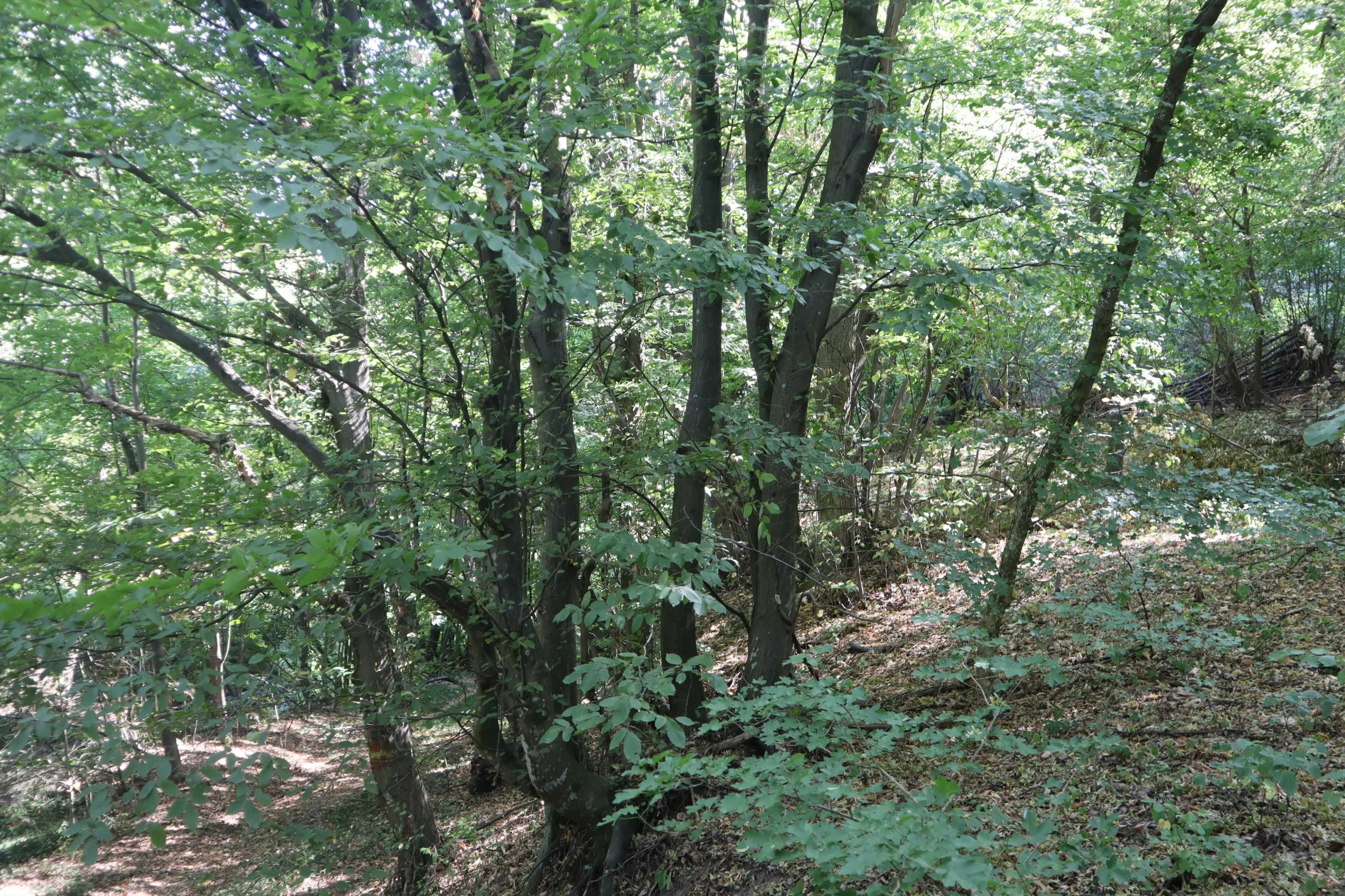 Loofbos 113.324 m² in Gorno Ozirovo, Varshets Montana - Bulgarije