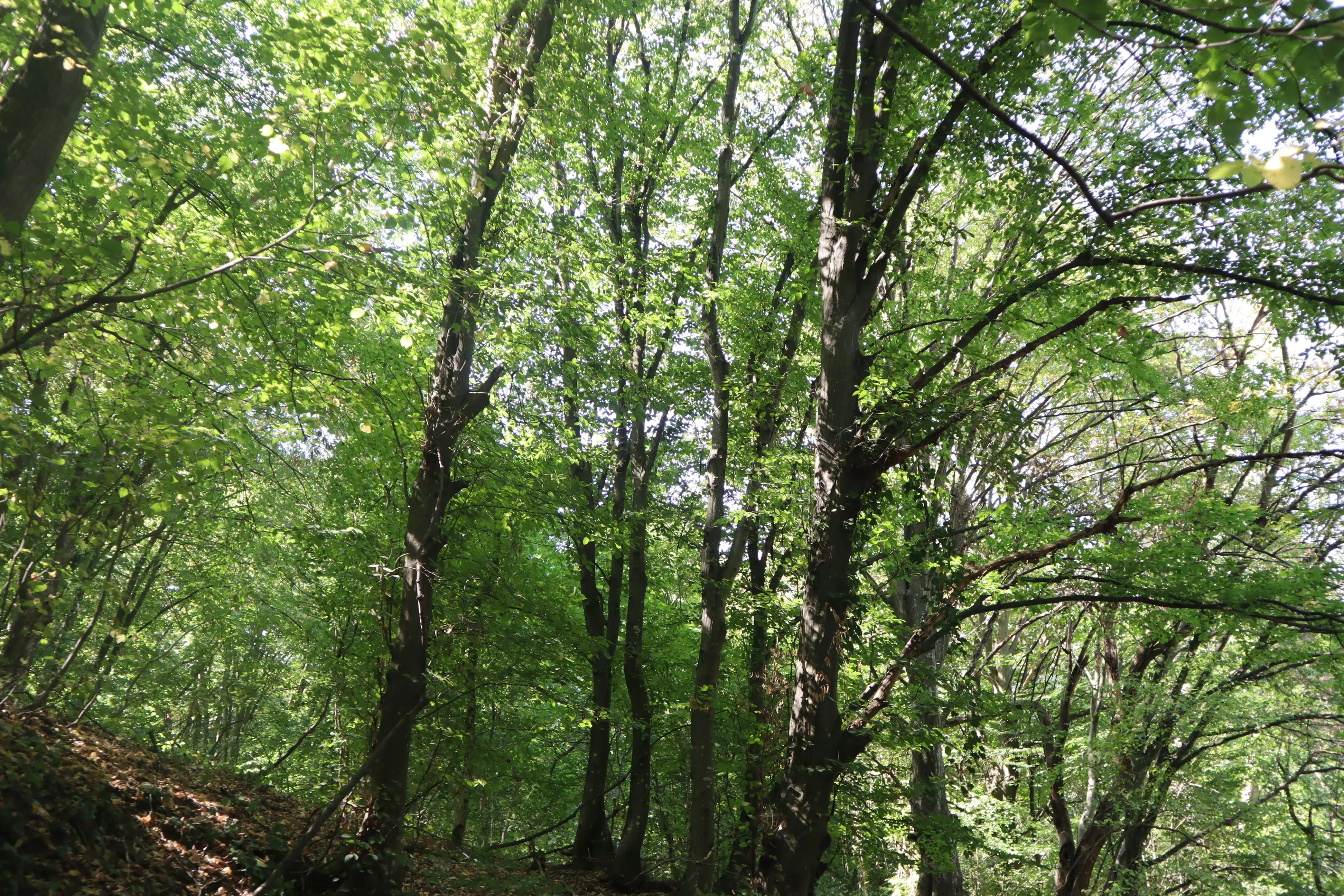 Loofbos 113.324 m² in Gorno Ozirovo, Varshets Montana - Bulgarije